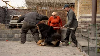 Tibetan Mastiff attack - protection dog test !!! Nasledie Tibeta Russia