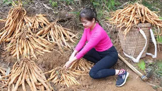 Digging Ginseng Underground Go To Sell For Traders - Cooking | My Bushcraft / Nhất