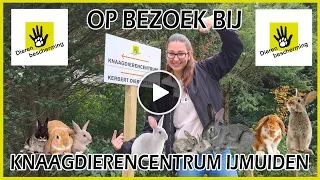 HIER VINDT JE DE LIEFSTE, MOOISTE EN BESTE KONIJNEN - KNAAGDIERENCENTRUM IJMUIDEN - #385