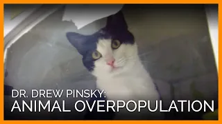 Dr. Drew Talks About the Cure for Animal Overpopulation