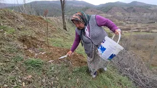 EMİN OTU | KÖYDE HAYAT | YABANİ  YENİLEBİLİR OTLARI YENGEMLE TOPLADIK | HER ŞEY PAYLAŞINCA GÜZEL🥰