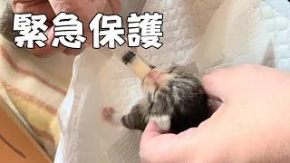 #1 生後約2日の子猫を保護して悲しみに暮れた1週間