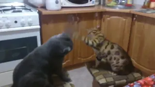 Котячий бій.