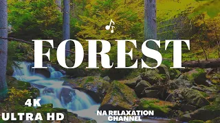 Forest 4K - Nature Sounds Bath with Relaxing Music -4k Video HD Ultra relaxation stress relief music