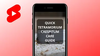 Quick TETRAMORIUM CAESPITUM Care Guide