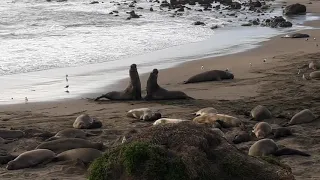 Fighting elephant seals