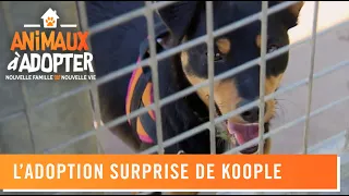 Coup de foudre entre Koople et ces deux garçons - Animaux à adopter