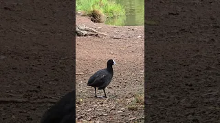 The Eurasian coot bird Ambarvale Australia