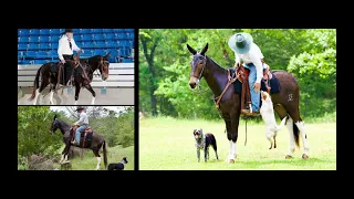 A Must Have Registered Flashy Gaited Trail Mule Gelding For Sale