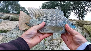 Extra/Super Ultralight spinning Fishing in the Yarkon Park🎣 EN Subs 4K