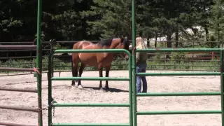 Round Pen by Anna Twinney at GreaterGoodRanch.com