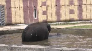 Купание слонов в ростовском зоопарке