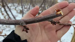 Ascultă atent, dacă vrei să plantezi o livadă de cireși