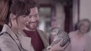 Реклама WHISKAS - Самый любопытный котенок