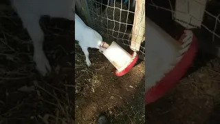 Goat gets caught trying to eat chicken food 🤣 Now she's stuck 🐐😂