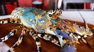 Indonesian Street Food - GIANT RAINBOW LOBSTER Sashimi Manado Seafood Indonesia