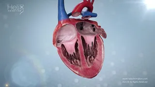 Realistic Heart Beat in Cross-section