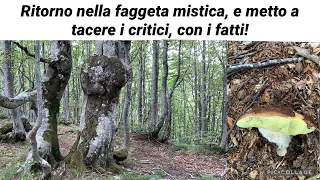 La faggeta mistica è una fungaia instancabile di porcini