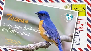 Tropical Birding Virtual Birding Tour of Taiwan by Charley Hesse