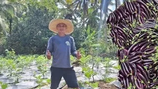 4th harvest ng talong at unang pitas sa extension na talungan