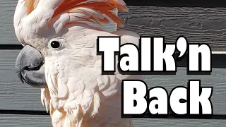 Talkin' Back - A Conversation with Max the Moluccan Cockatoo