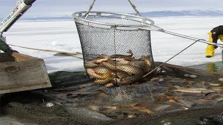 Wow!! Ice Fishing, Net Fishing Under Ice - Caught Fishing skill in the Lake