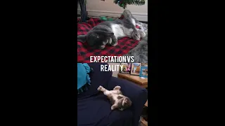 Expectation VS Reality of a Bunny #shorts