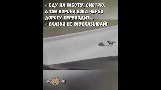 Ворона переводит ежа через дорогу ...