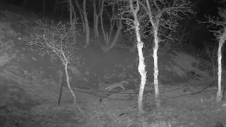 Trail Camera Footage - Colorado Springs 5/3/24