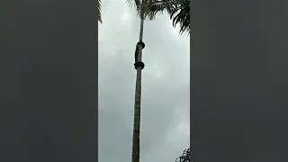 black mamba climbs tree very interesting way 🐍