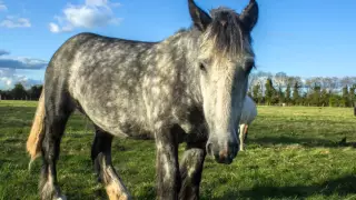 My Lovely Horse Rescue at #makecrueltytoanimalshistory March