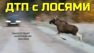 ДТП с лосями / Как избежать столкновения с сохатым