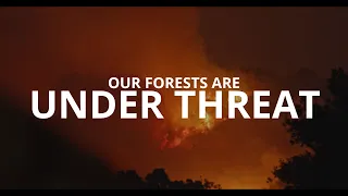 Our Forests Are Under Threat.