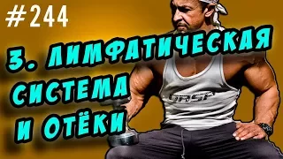 лимфатическая система. лимфатические отеки. как возникают и как бороться.