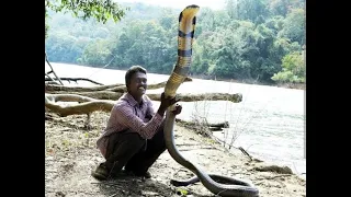 Angry king cobra attack