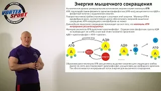 Энергия мышечных сокращений, АТФ и скорость. Лекция для спортсменов