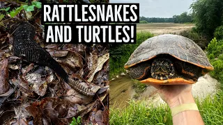 Hunting for Rattlesnakes in the Rain! Summer Snakes, Turtles, and Thunderstorms in Georgia!