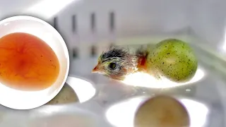 I’ve never seen an INCUBATOR do this! (watching tiny eggs grow) | 9 Mini Egg Incubator