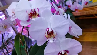 Орхидеи и Сима.