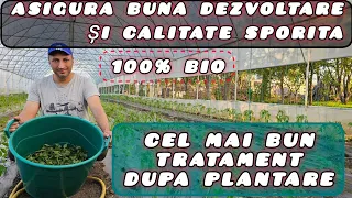 Ce tratament aplicam tomatelor dupa plantare