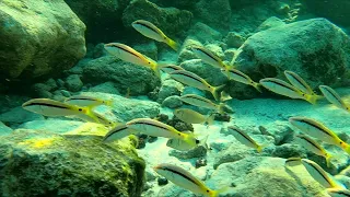 Snorkeling in Ayia Napa, Cyprus