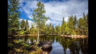 Scandinavie, terre sauvage   Les forêts