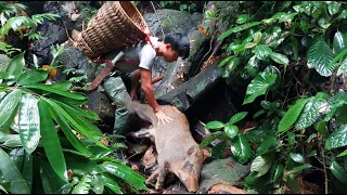 saw an unlucky wild boar while i harvesting bamboo shoots, 2 year alone in the forest.Thanh Trieu TV