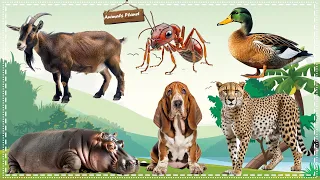 Discover the Wonders of the Animal Kingdom: Goat, Ant, Duck, Cheetah, Dog, Hippopotamus