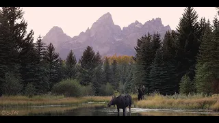 Massive Rutting Bull Moose-Close Encounter-Scenic Wildlife Photography-Jackson Hole/Grand Teton Park