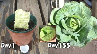 How to regrow cabbage from kitchen scraps
