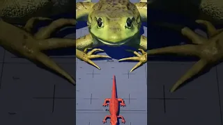 Amphibian Size Comparison | #Shorts