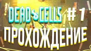 Начнём / Dead Cells #1