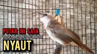 trucukan gacor ROPEL PANJANG buat pancingan trucukan agar bunyi jadikan burung trucuk gacor NYAUT