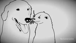 Male sea otters display sadistic sex behaviour